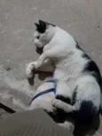 Joaquim