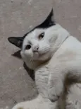 Joaquim