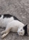 Joaquim
