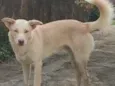 Alemão