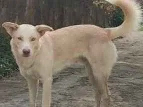 Cachorro ra a SRD idade 1 ano nome Alemão