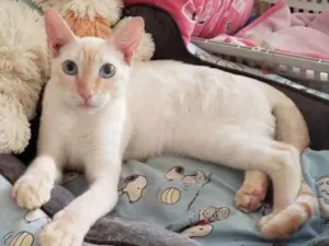 Gato raça SRD idade 7 a 11 meses nome MARSHMALLOW