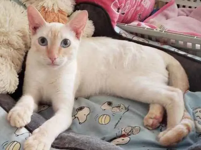 Gato ra a SRD idade 7 a 11 meses nome MARSHMALLOW
