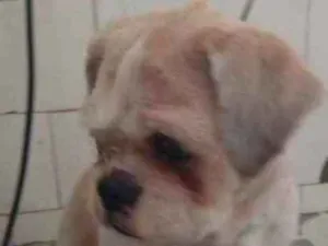 Cachorro raça Shitzu idade 2 anos nome Snoopy
