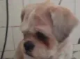 Snoopy
