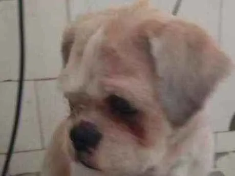 Cachorro ra a Shitzu idade 2 anos nome Snoopy