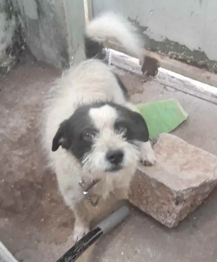Cachorro ra a Mestiço  idade 1 ano nome Belu 