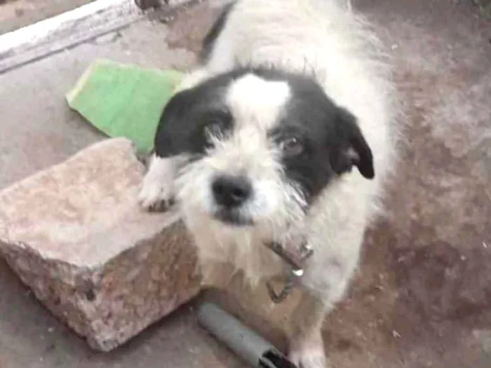 Cachorro ra a Mestiço  idade 1 ano nome Belu 