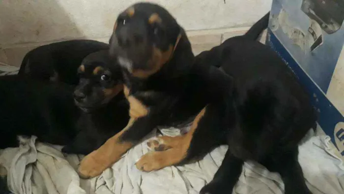 Cachorro ra a Mestiça  idade Abaixo de 2 meses nome Florzinha 