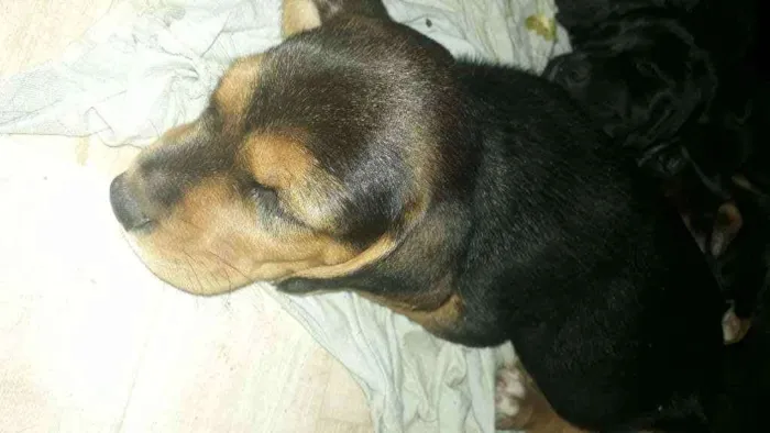 Cachorro ra a Mestiça  idade Abaixo de 2 meses nome Florzinha 