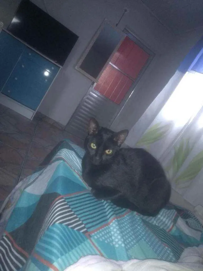 Gato ra a Não sei  idade 1 ano nome llia