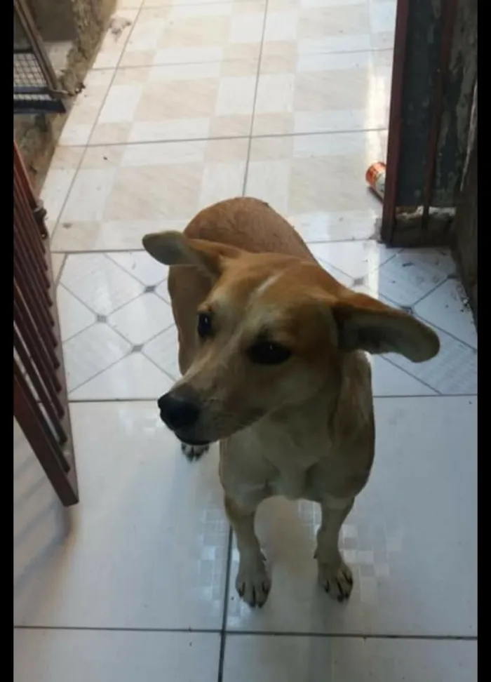 Cachorro ra a SRD-ViraLata idade 1 ano nome Princesa