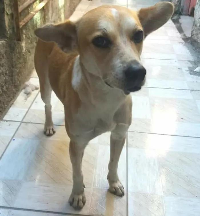 Cachorro ra a SRD-ViraLata idade 1 ano nome Princesa