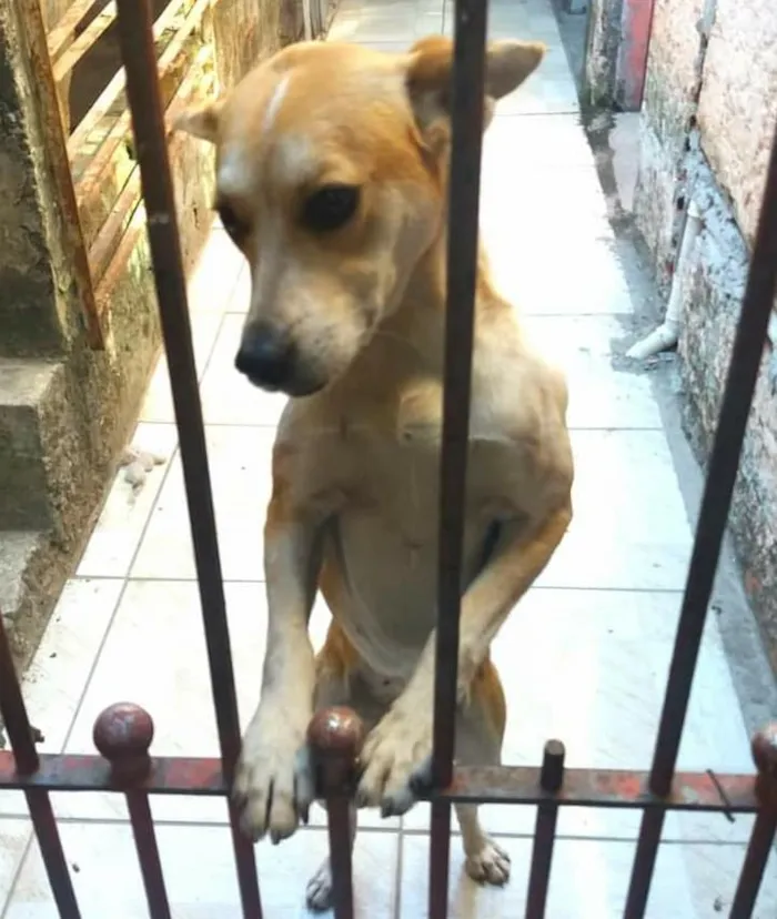 Cachorro ra a SRD-ViraLata idade 1 ano nome Princesa