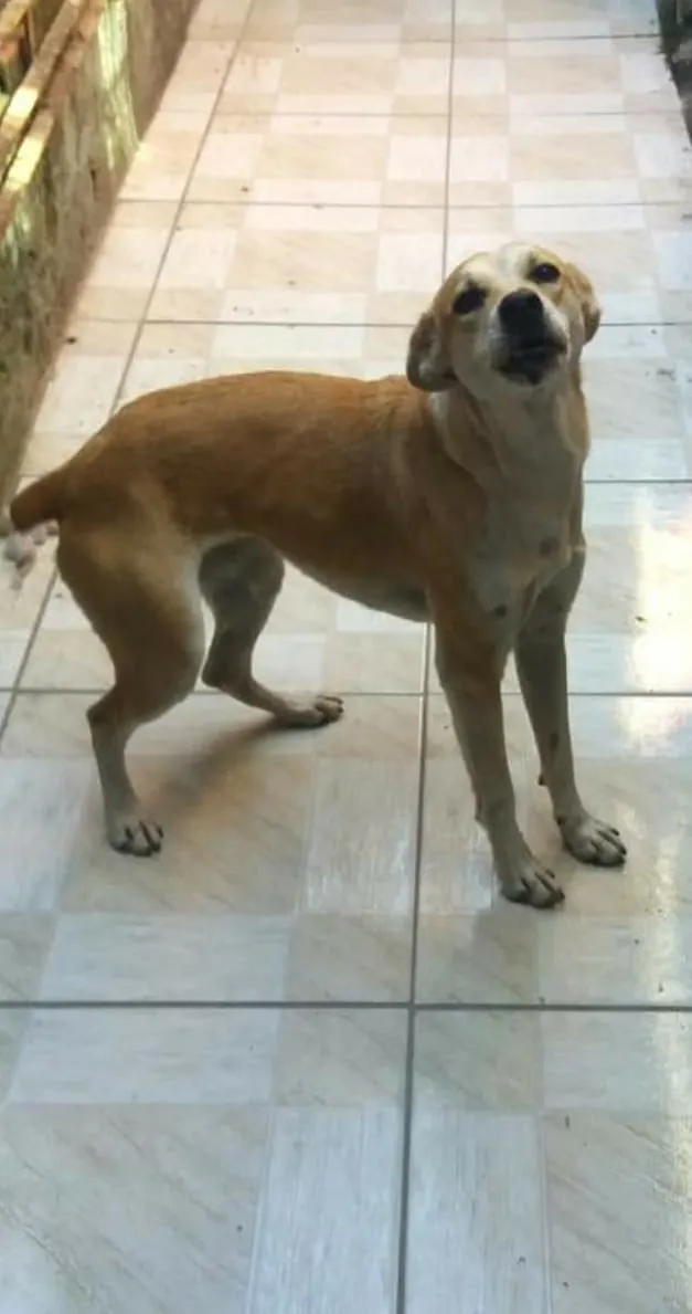 Cachorro ra a SRD-ViraLata idade 1 ano nome Princesa