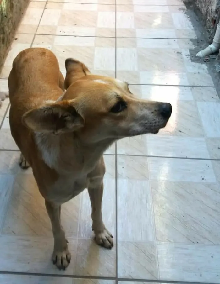 Cachorro ra a SRD-ViraLata idade 1 ano nome Princesa