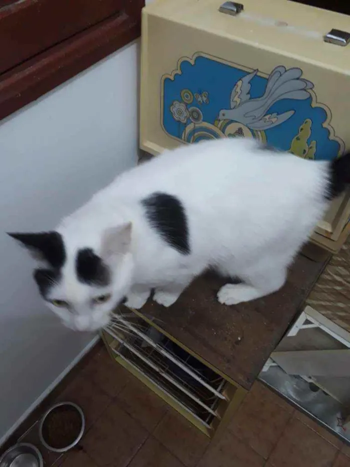 Gato ra a SRD idade 1 ano nome Lucky
