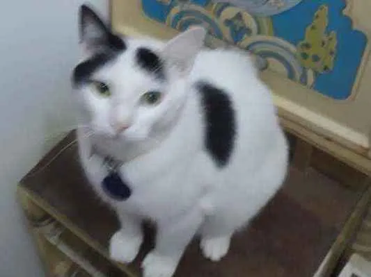Gato ra a SRD idade 1 ano nome Lucky