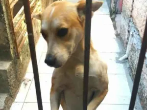 Cachorro raça SRD-ViraLata idade 1 ano nome Princesa