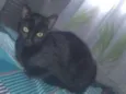 llia