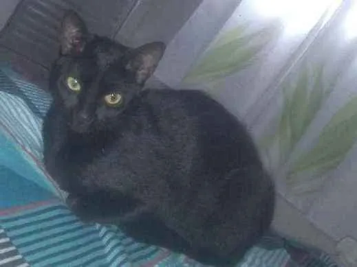 Gato ra a Não sei  idade 1 ano nome llia