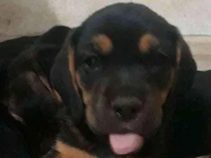 Cachorro raça Mestiça  idade Abaixo de 2 meses nome Florzinha 