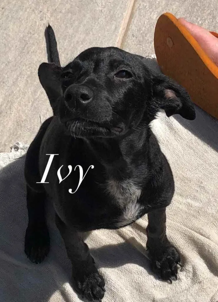Cachorro ra a Srd  idade 2 a 6 meses nome Ivy e Joaquim 