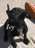 Ivy e Joaquim