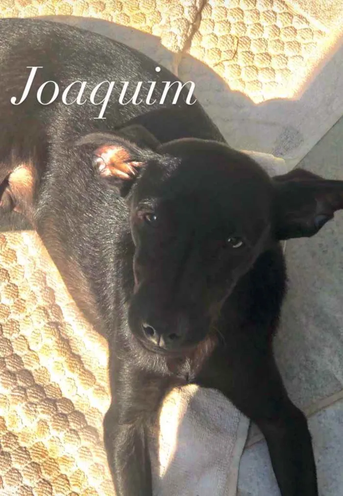 Cachorro ra a Srd  idade 2 a 6 meses nome Ivy e Joaquim 