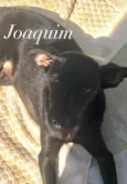 Ivy e Joaquim