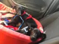 Ivy e Joaquim