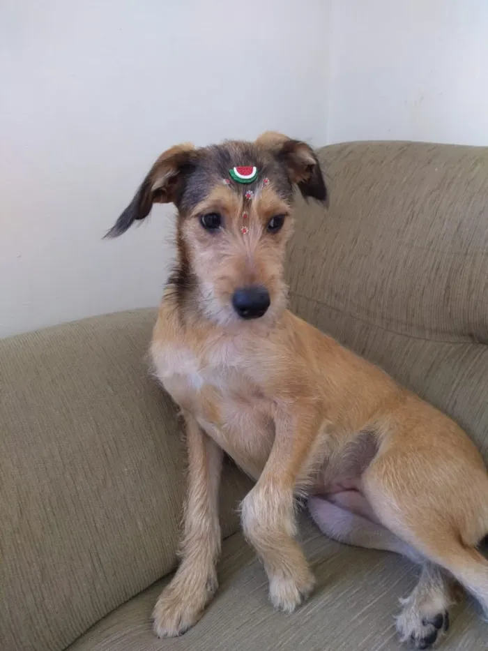 Cachorro ra a SRD-ViraLata idade 7 a 11 meses nome Jade