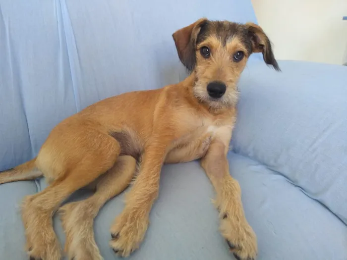 Cachorro ra a SRD-ViraLata idade 7 a 11 meses nome Jade