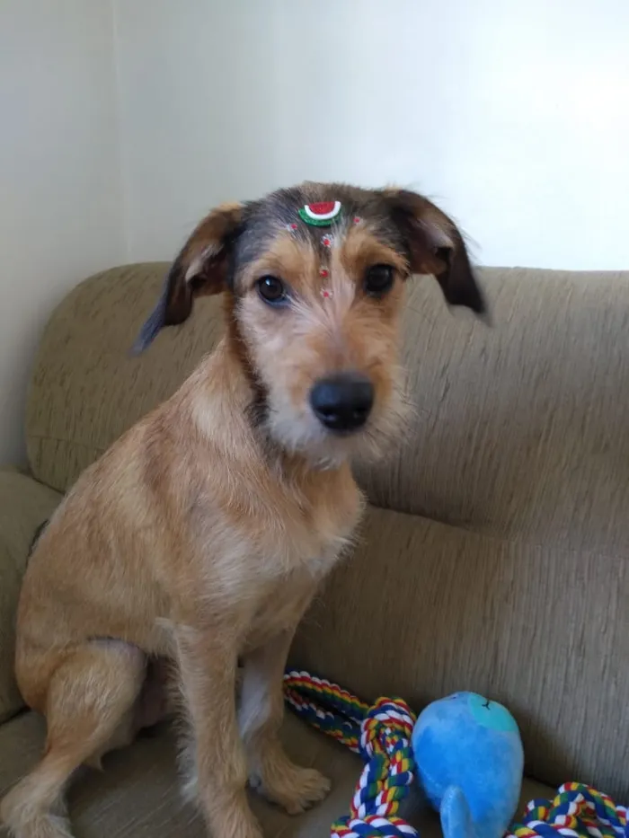 Cachorro ra a SRD-ViraLata idade 7 a 11 meses nome Jade