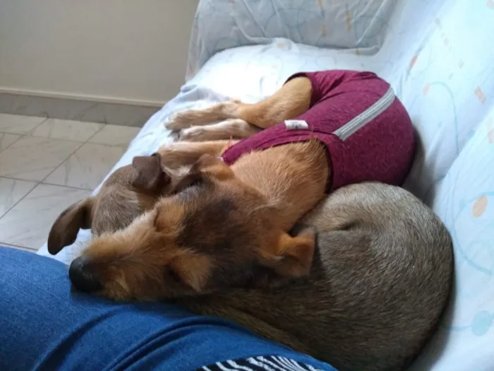 Cachorro ra a SRD-ViraLata idade 7 a 11 meses nome Jade