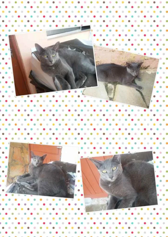 Gato raça S. R. D idade 2 a 6 meses nome Fiona