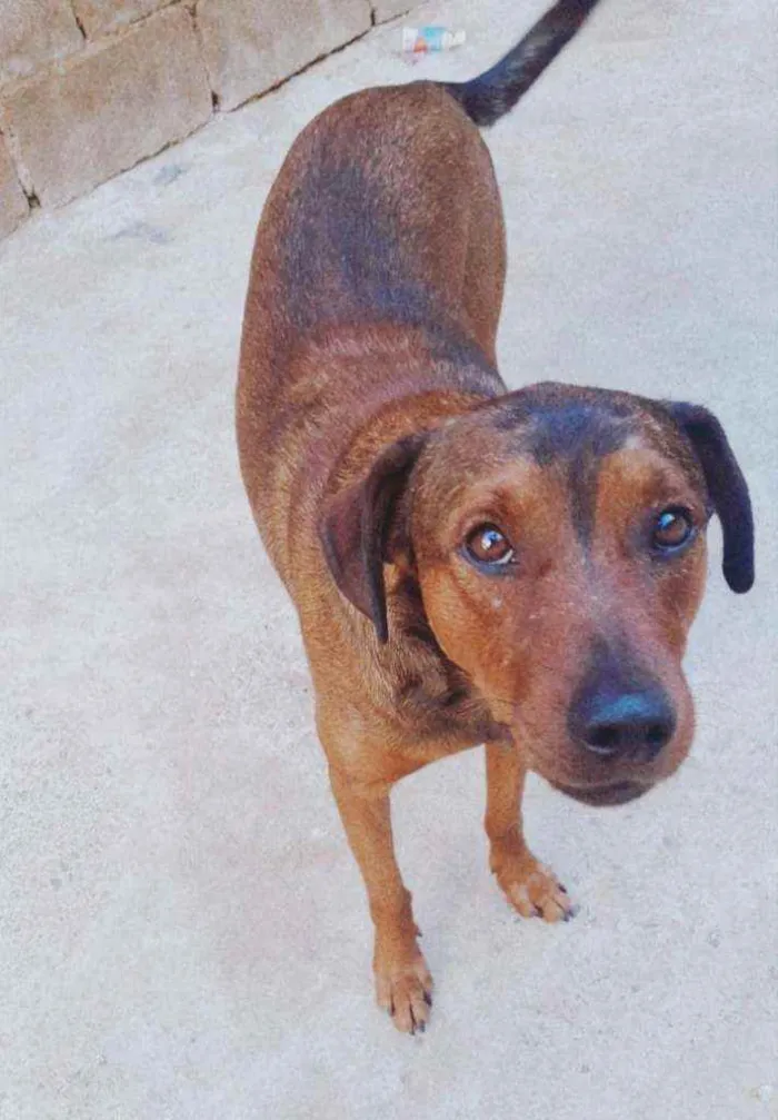Cachorro ra a Srd idade 1 ano nome Floc 