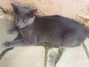 Gato raça S. R. D idade 2 a 6 meses nome Fiona