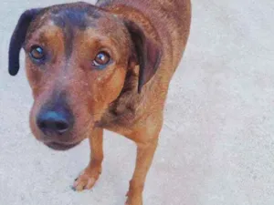 Cachorro raça Srd idade 1 ano nome Floc 