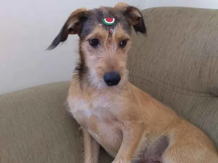 Cachorro ra a SRD-ViraLata idade 7 a 11 meses nome Jade