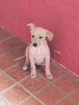 Harley