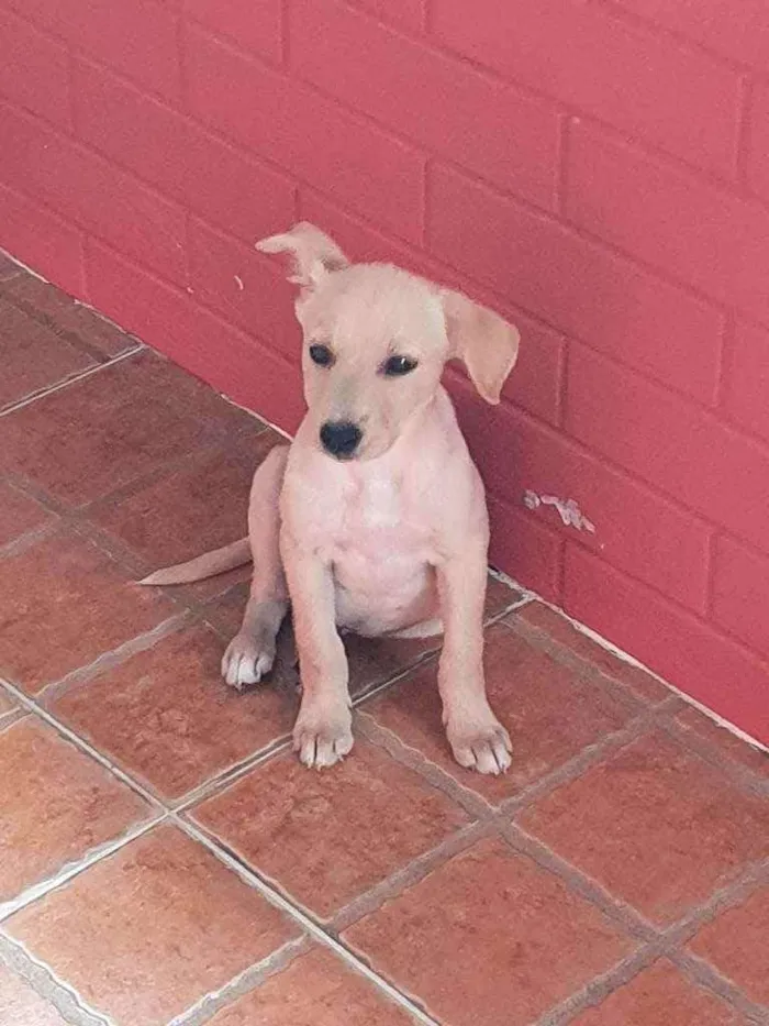 Cachorro ra a SRD idade 2 a 6 meses nome Harley