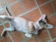 Harley