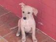 Harley