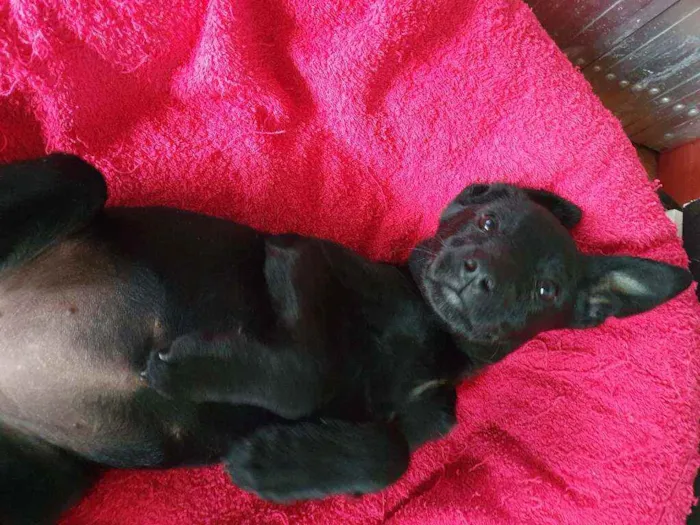 Cachorro ra a SRD idade 2 a 6 meses nome Zara