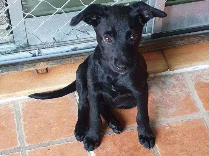 Cachorro ra a SRD idade 2 a 6 meses nome Zara
