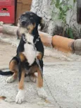 Rambo