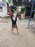 Rambo