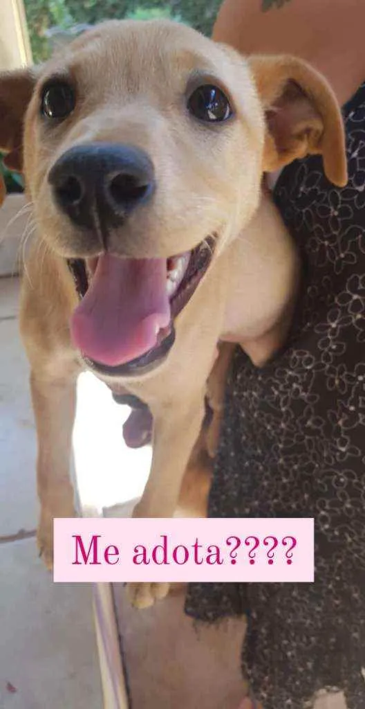 Cachorro ra a SRD idade 2 a 6 meses nome Flor