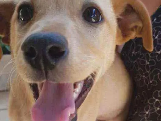 Cachorro ra a SRD idade 2 a 6 meses nome Flor